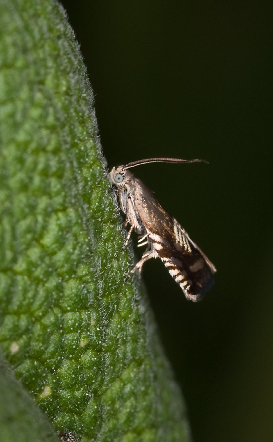 Polilla De La Semilla Del Tr Bol Grapholita Compositella Picture Insect