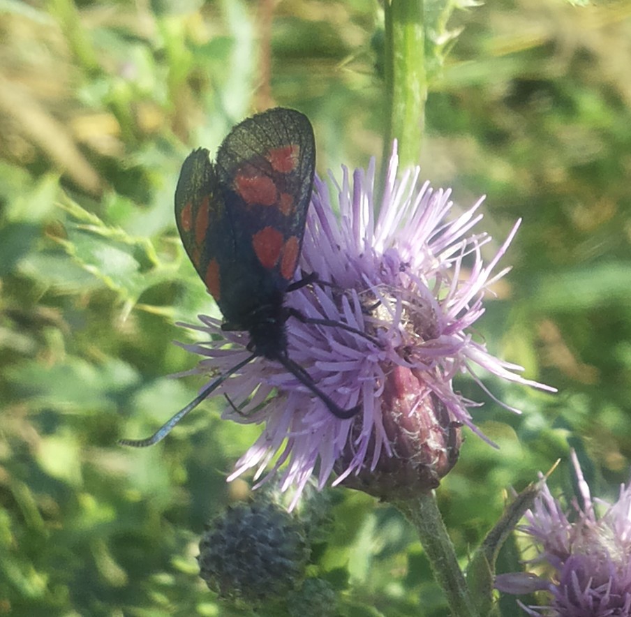 Burnet De New Forest Zygaena Viciae Picture Insect