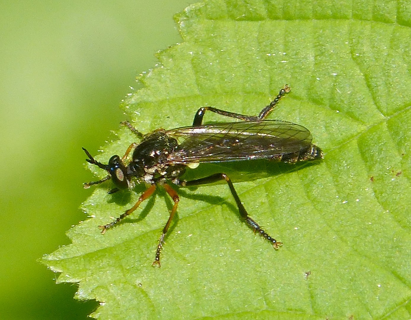 Mosca ladrona común de patas rojas Dioctria rufipes Picture Insect