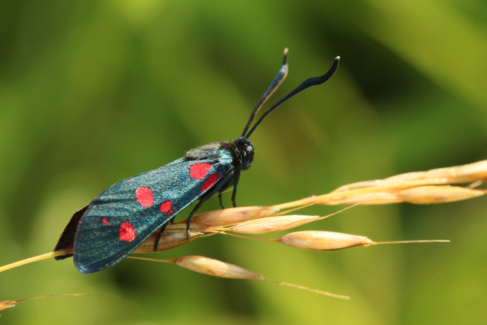 Veränderliches Widderchen Zygaena ephialtes Picture Insect