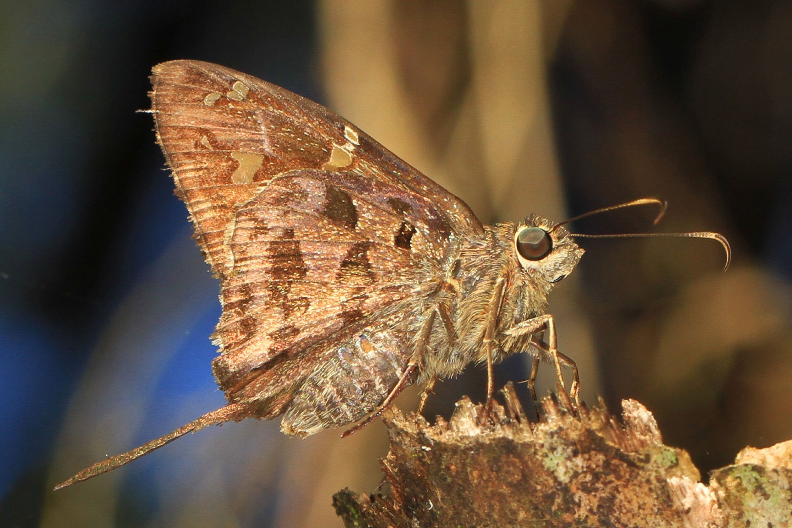 Saltarina De Cola Larga N Urbanus Dorantes Picture Insect