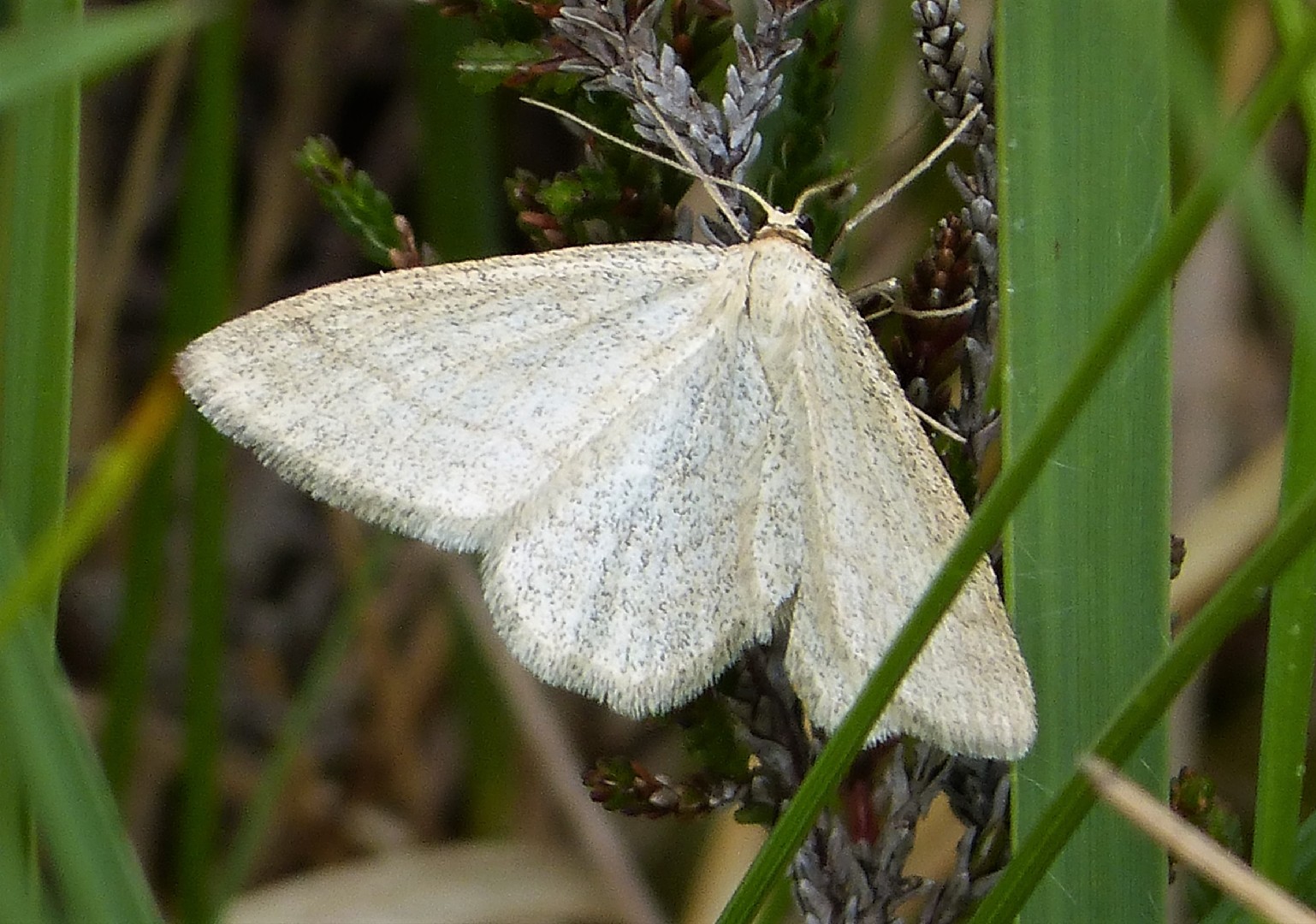 Ola Humeante Scopula Ternata Picture Insect