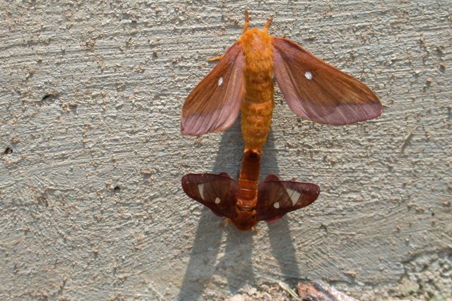 Anisote Rose Du Ch Ne Comment L Identifier Picture Insect