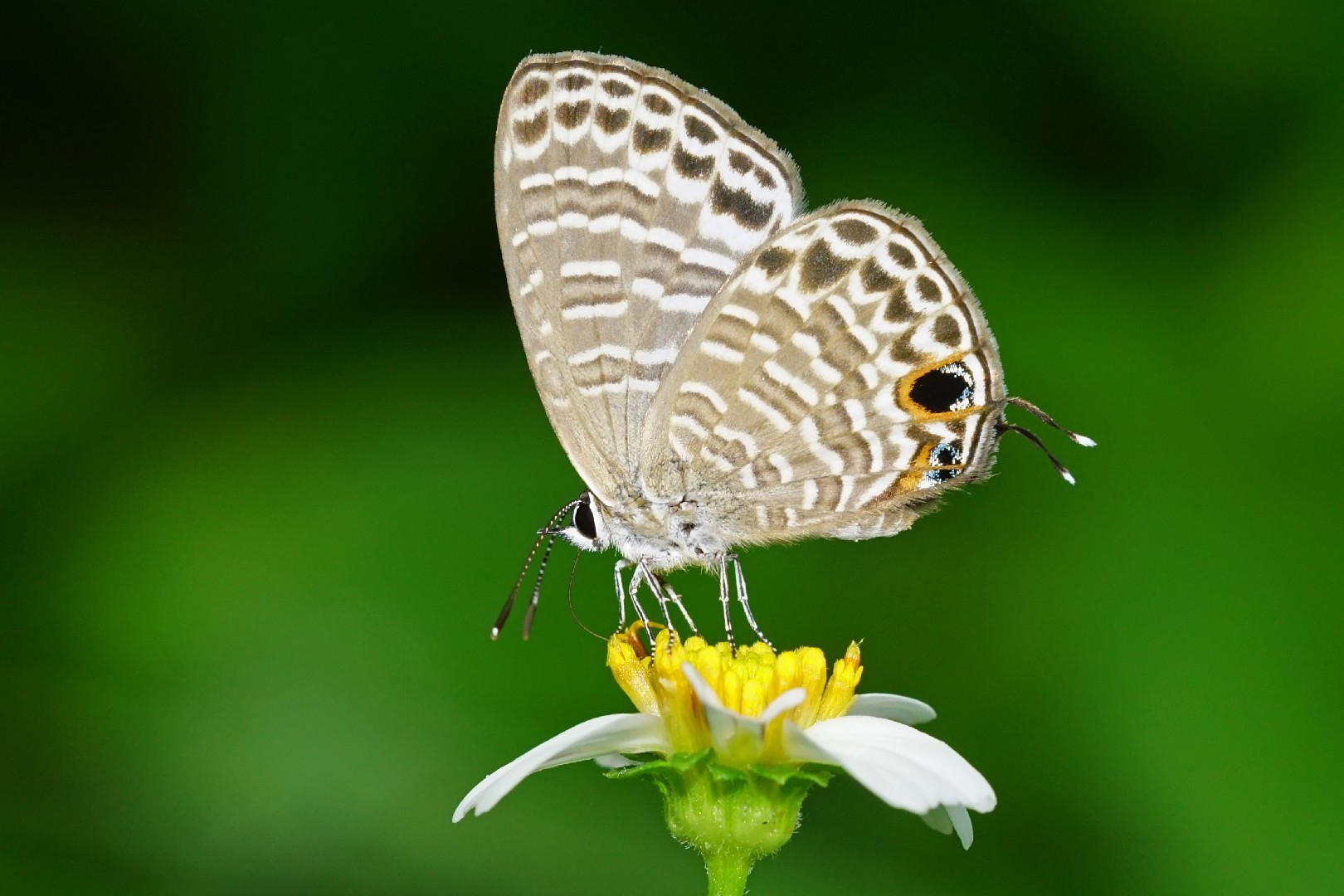 Nacaduba Kurava Picture Insect