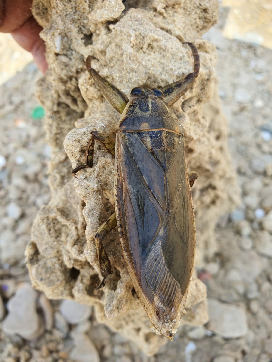 Chinches acuáticas gigantes Lethocerus Picture Insect