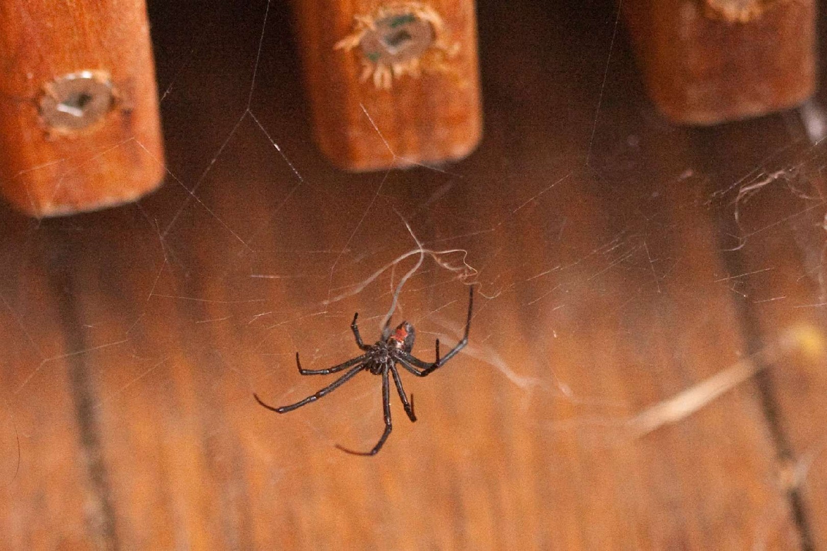 Latrodectus Hasselti Picture Insect