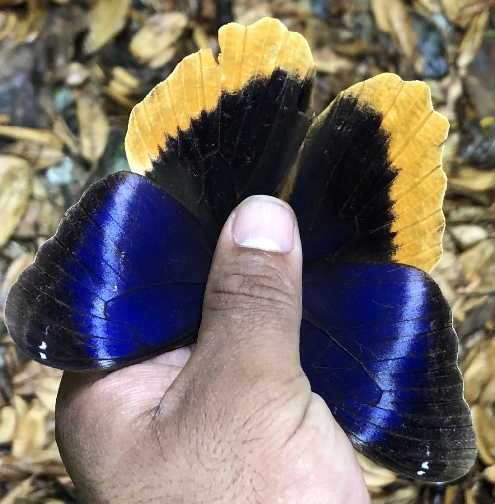 Mariposa búho borde amarillo Caligo uranus Picture Insect