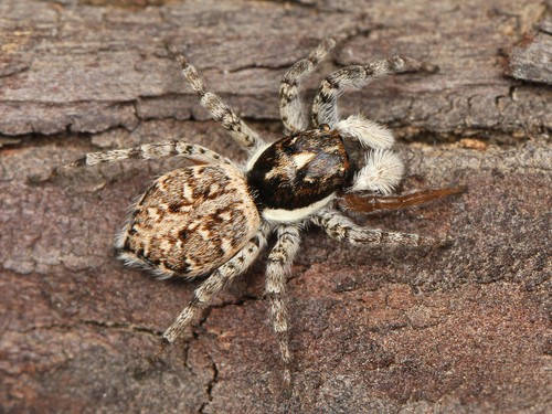 Menemerus Semilimbatus Comment L Identifier Picture Insect