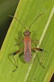 Alydus pilosulus