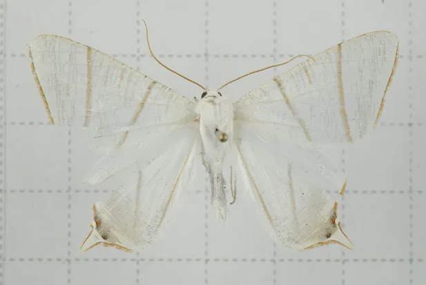 Ourapteryx changi