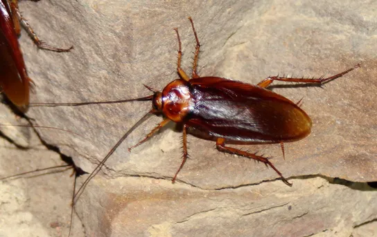 American cockroach (Periplaneta americana) - Picture Insect
