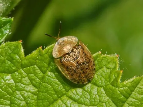 カメノコハムシ (Cassida nebulosa) - Picture Insect