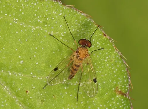 Chrysopilus modestus