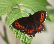 クモマベニヒカゲ（雲間紅日陰） (Erebia ligea) - Picture Insect