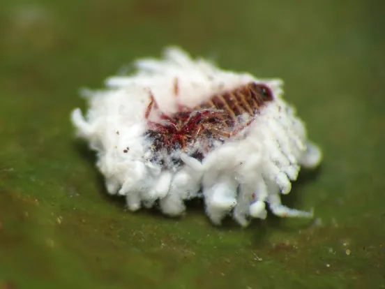 Citrus mealybug