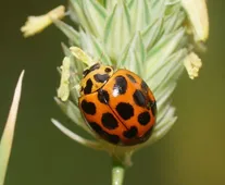 Harmonia conformis Harmonia conformis Picture Insect