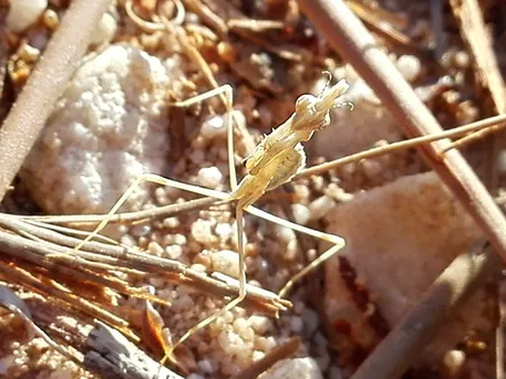 ヨウカイカマキリ (Empusa pennata) - Picture Insect