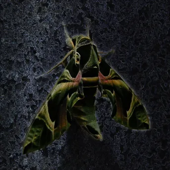 キョウチクトウスズメ（夾竹桃雀蛾） (Daphnis nerii) - Picture Insect