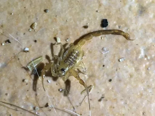 Baja california bark scorpion