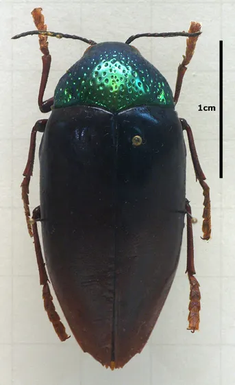 Sternocera chrysis (Sternocera chrysis) - Picture Insect