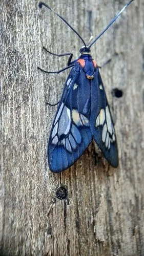 Trypanophora semihyalina (Trypanophora semihyalina) - Picture Insect