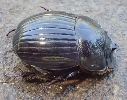 Horned dung beetle (Copris lunaris) - Picture Insect