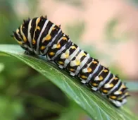 メスクロキアゲハ (Papilio polyxenes) - Picture Insect