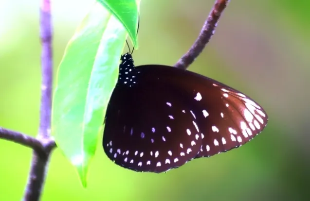Euploea phaenareta