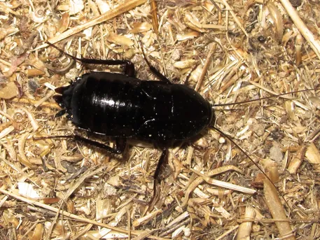 トウヨウゴキブリ (Blatta orientalis) - Picture Insect