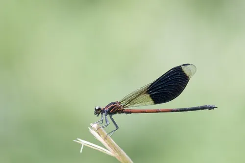 ナカハグロトンボ (Euphaea formosa) - Picture Insect