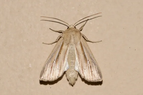 Many-Lined Wainscot