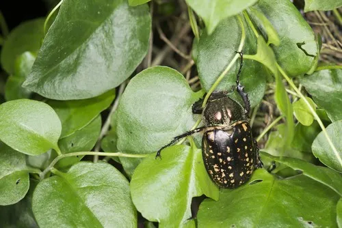 タイワンテナガコガネ (Cheirotonus formosanus) - Picture Insect