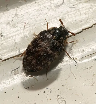 Glabrous cabinet beetle