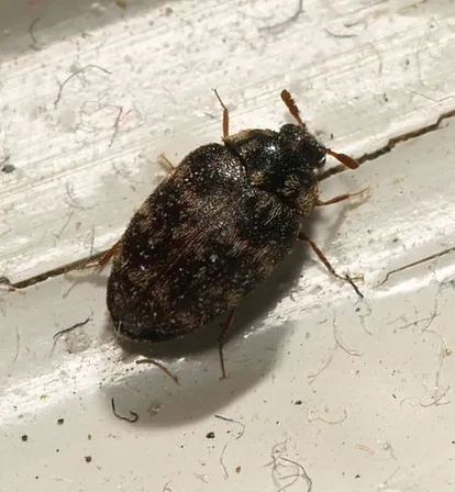 Glabrous cabinet beetle