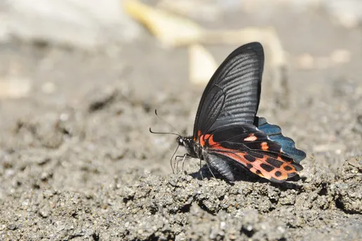 ワタナベアゲハ (Papilio thaiwanus) - Picture Insect