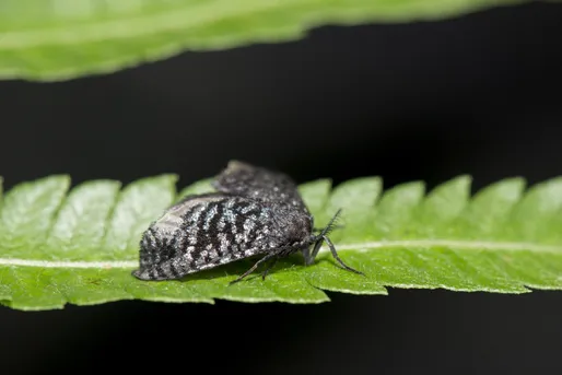 セミヤドリガ (Epipomponia nawai) - Picture Insect