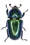 チリクワガタ (Chiasognathus grantii) - Picture Insect