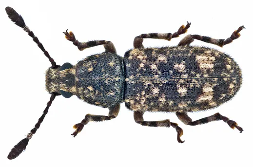 18mm】トゲトゲヘンテコゾウムシ Acantholophus 標本 18mm】トゲトゲ