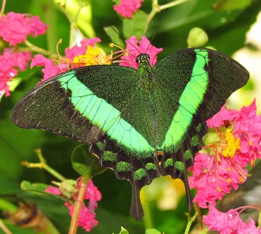 オビクジャクアゲハ (Papilio palinurus) - Picture Insect