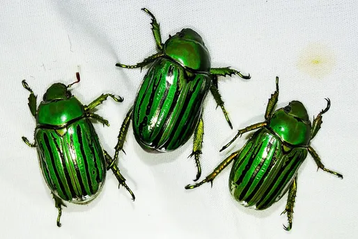 キンセスジウグイスコガネ (Chrysina gloriosa) - Picture Insect