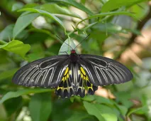 キシタアゲハ (Troides aeacus) - Picture Insect