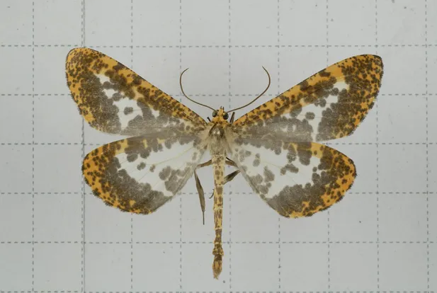 Obeidia lucifera