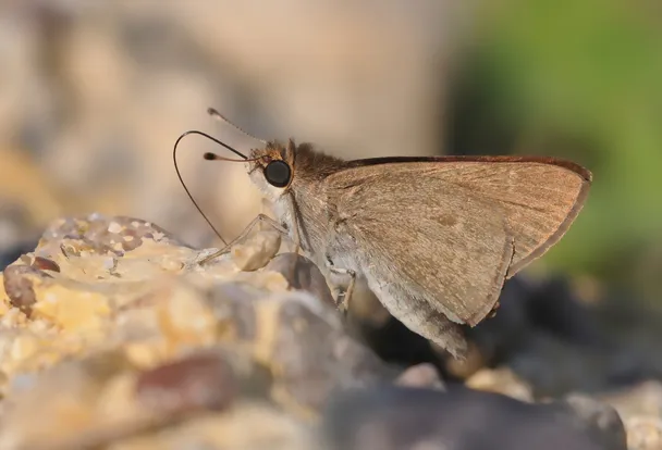 Pigmy skipper