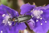 Red-eared blister beetle
