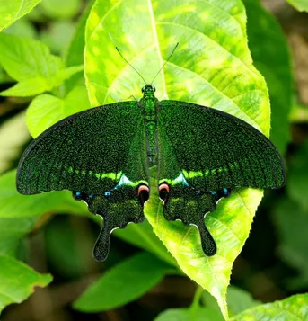 ルリモンアゲハ (Papilio paris) - Picture Insect