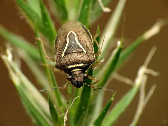 A shield bug