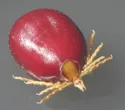Australian paralysis tick