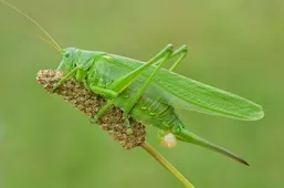 チョウセンヤブキリ (Tettigonia viridissima) - Picture Insect