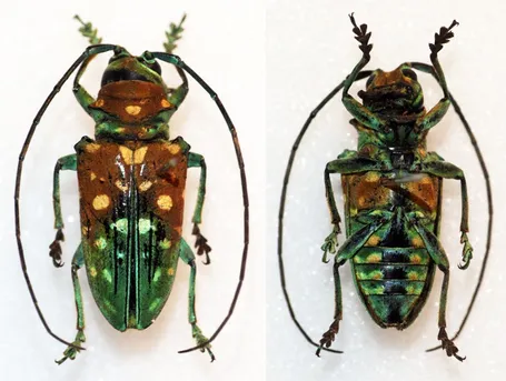 ヒメホウセキカミキリ (Sternotomis variabilis) - Picture Insect