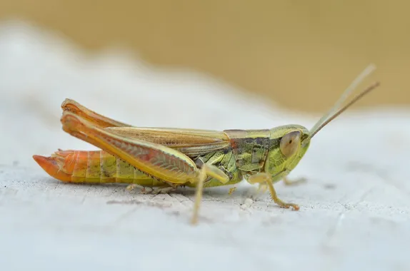 Jersey grasshopper
